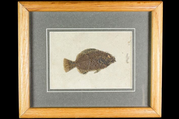 Framed Fossil Fish (Cockerellites) - Wyoming #147189